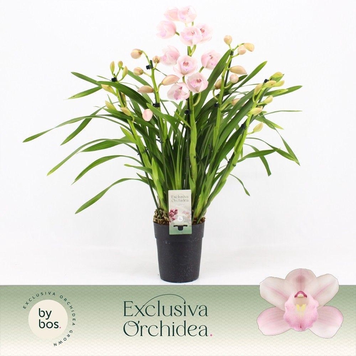 <h4>Cymbidium, Pink Bell 5-spike P14 'Exclusiva Orchidea'</h4>