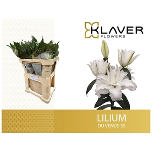 LI OR DU OVERIG