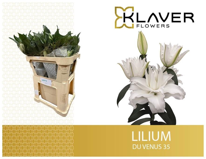 <h4>LI OR DU OVERIG</h4>