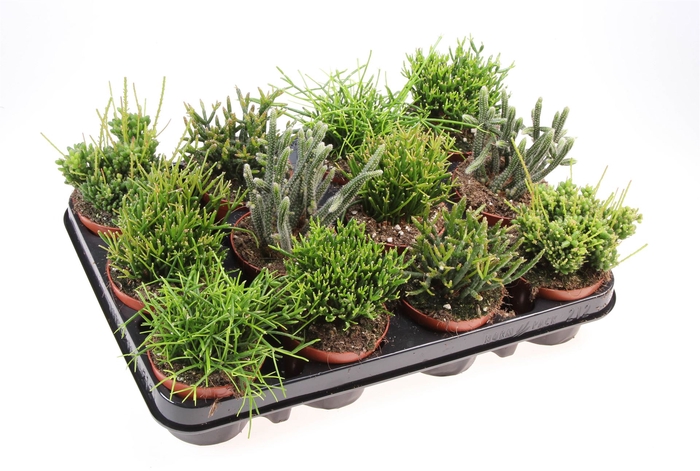 <h4>Rhipsalis   ...mix</h4>