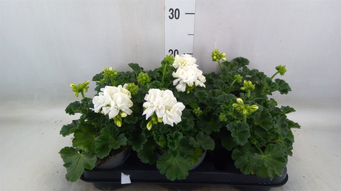 <h4>Pelargonium zona.   ...F1</h4>