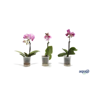 Phal Tiny Dolls Roze 1T7+ Aqu@