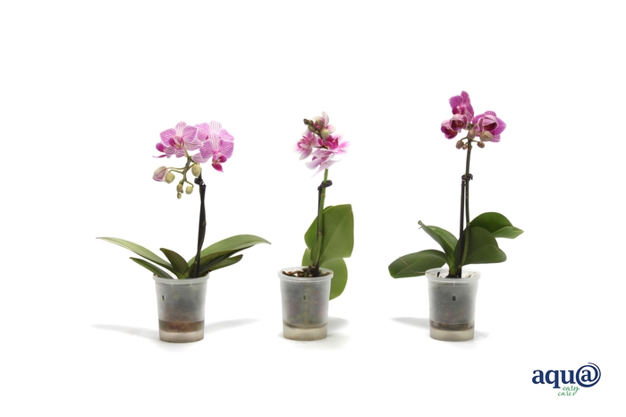 <h4>Phal Tiny Dolls Roze 1T7+ Aqu@</h4>
