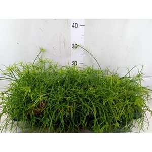 Rhipsalis   ...