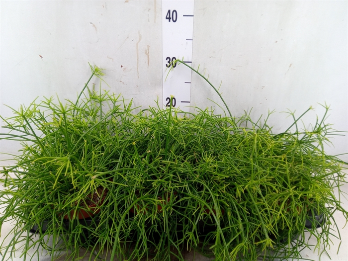 <h4>Rhipsalis   ...</h4>