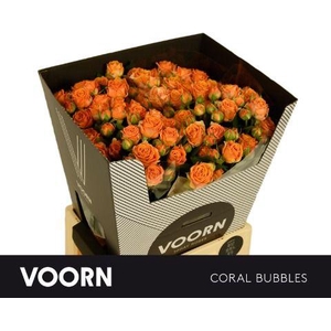 Rosa tros Coral Bubbles
