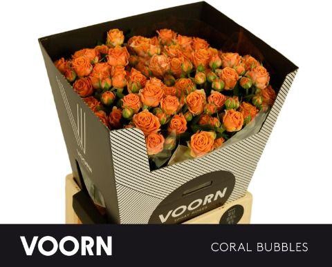 <h4>Rosa tros Coral Bubbles</h4>