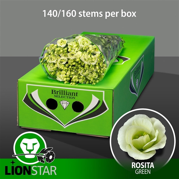 <h4>Rosita Green Exportdoos</h4>