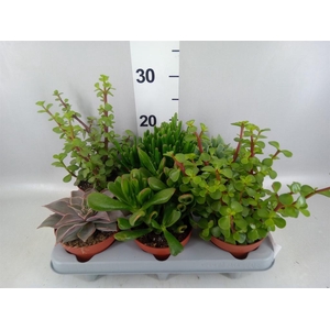 Succulents   ...