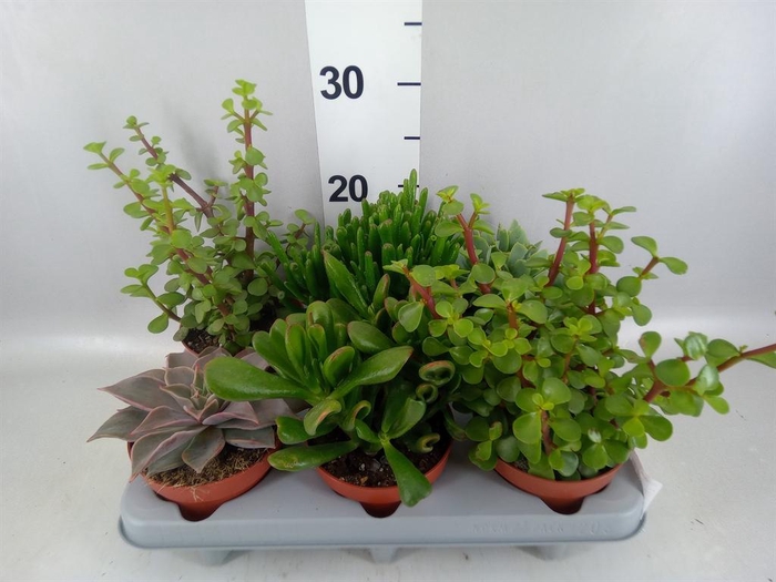 <h4>Succulents   ...</h4>