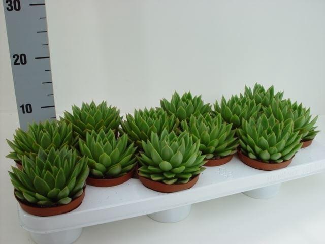 <h4>Echeveria agavoides</h4>