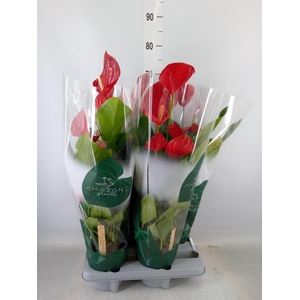 Anthurium andr. 'Melodia'