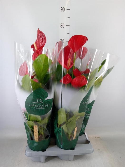 <h4>Anthurium andr. 'Melodia'</h4>