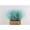 Dried Stypha Light Blue(10 Toef) Bunch