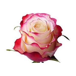 R Gr Sweetnesse Bicolor 60cm EC