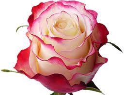 <h4>R Gr Sweetnesse Bicolor 60cm EC</h4>