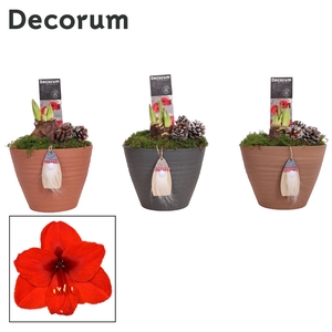 Hippeastrum Rood 2 Knop Kaja KERST (Decorum)