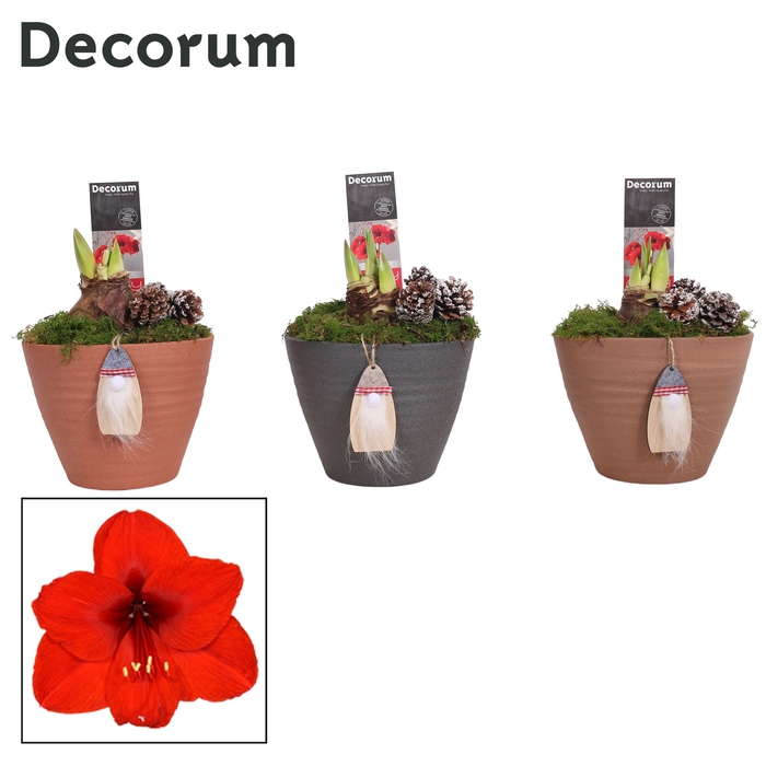 <h4>Hippeastrum Rood 2 Knop Kaja KERST (Decorum)</h4>