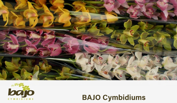 <h4>CYMB T GEM</h4>