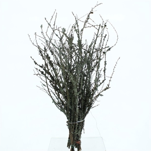 Larix With Moss P Stem 100cm