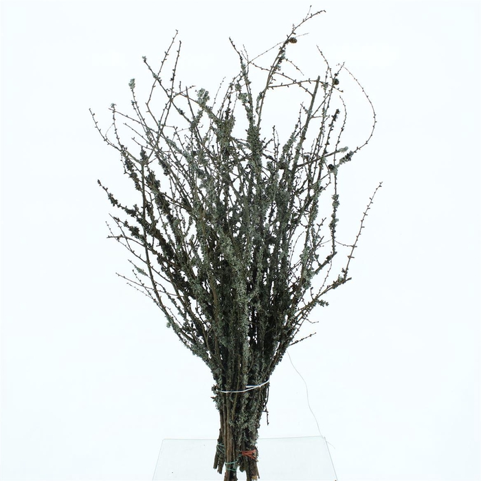 <h4>Larix With Moss P Stem 100cm</h4>