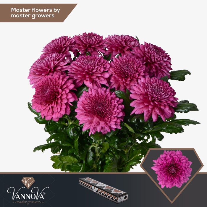 <h4>Chrysanthemum PL 'Lamira'</h4>