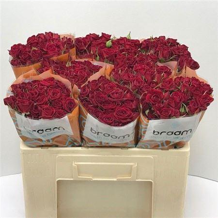 <h4>R Tr Rubicon</h4>