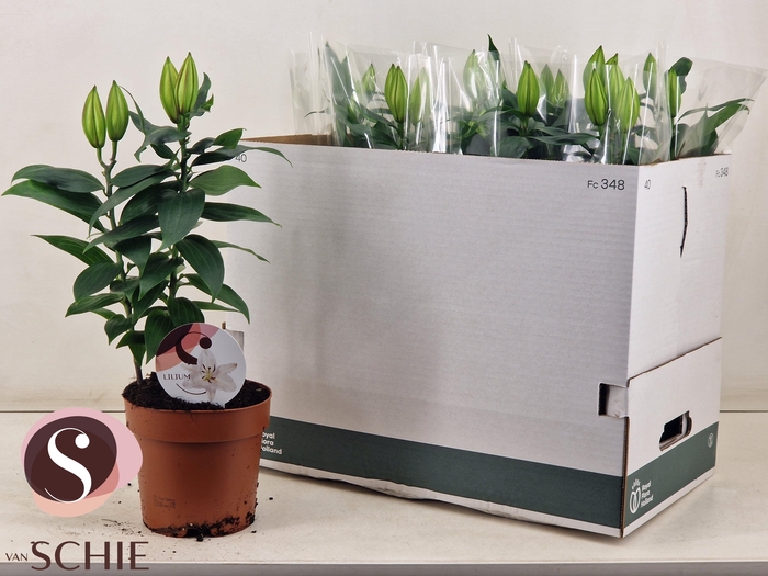 <h4>LIL OR OXYGEN</h4>