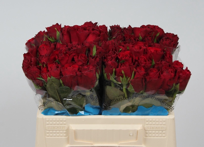 <h4>R GR UPPER CLASS</h4>