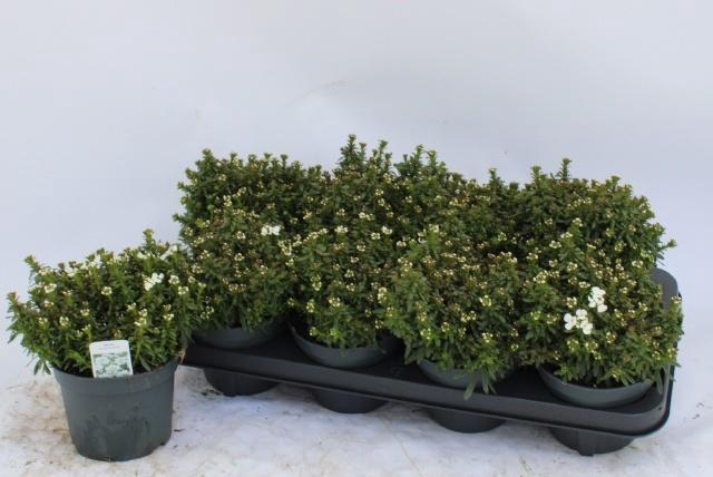 <h4>Iber Sempervirens</h4>