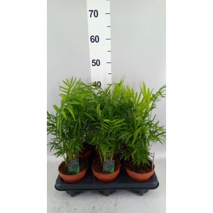 Chamaedorea elegans