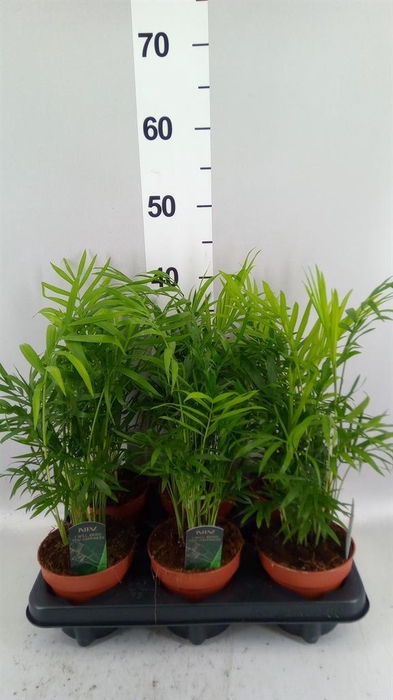 <h4>Chamaedorea elegans</h4>