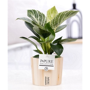 Philodendron White Wave in P&PURE Wood 5