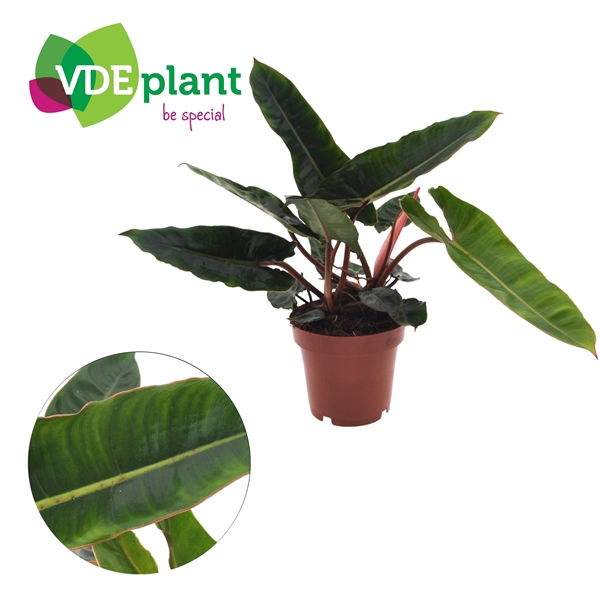 Philodendron Billietiae (2pp) 12cm