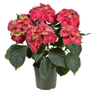 Hydrangea mac. 'Hi Fire'