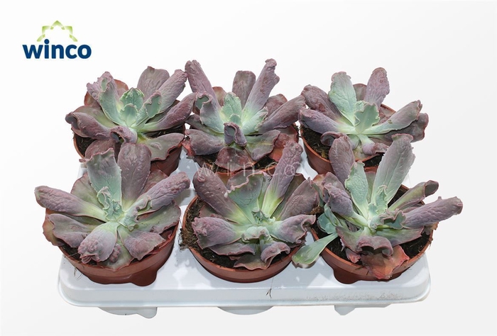 <h4>Echeveria Culebra</h4>