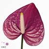 Anthurium Violet Heart