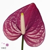 ANTH A VIOLET HEART