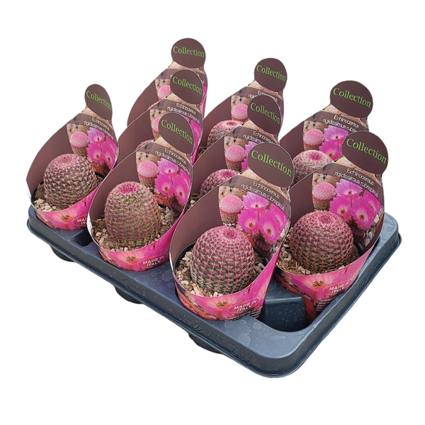 <h4>ECHINOCEREUS RIGIDISSIMUS RUBRISPINUS - POT Ø 10,5 - COLLECTION WITH POTCOVER (CACTUS)</h4>