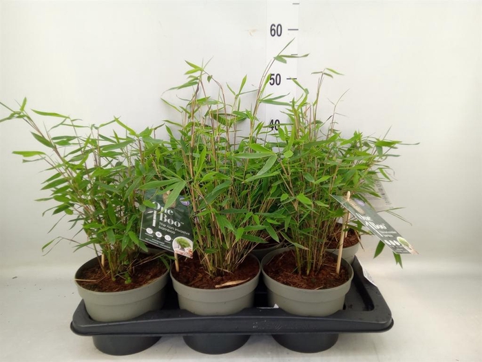 <h4>Fargesia ...</h4>