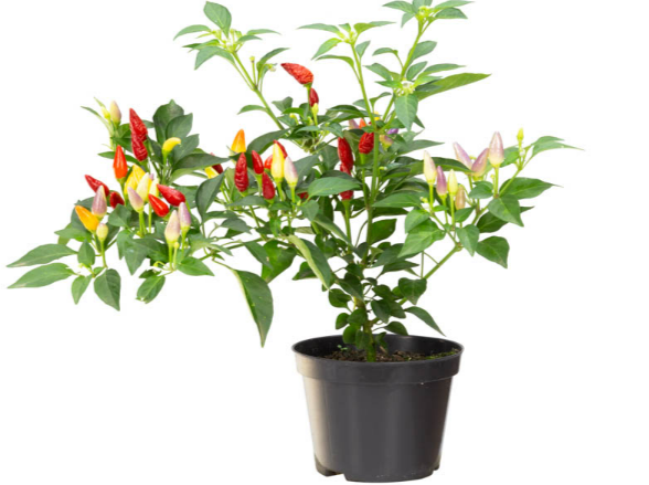 <h4>PIMENTA P11</h4>