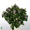 Exacum affine 'Blue Star'