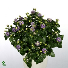 Exacum affine 'Blue Star'