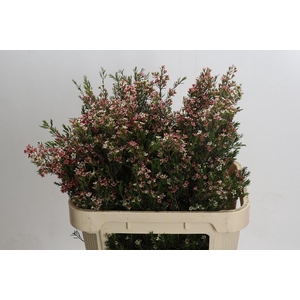 CHAME UN MY SWEET 16