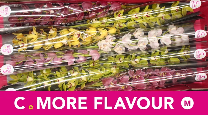 <h4>Mini cymbidium 'Mix' 70 cm</h4>