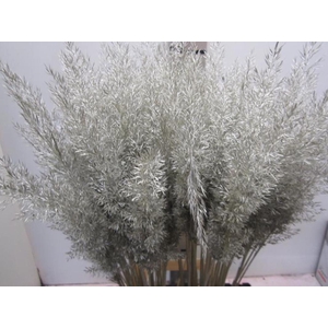 Calamagrostis Brachy Platina