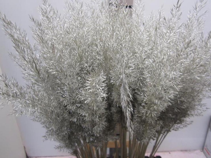 Calamagrostis Brachy Platina