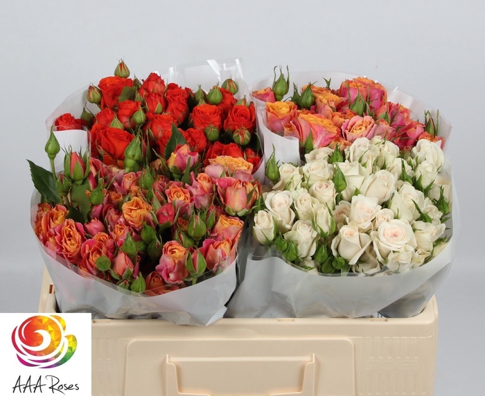 <h4>R TR GEM IN FUST</h4>