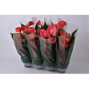 Anthurium gemengd rood/roze 