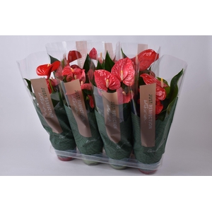 Anthurium gemengd rood/roze 